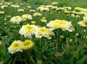Kopretina největší 'Shortstop' - Leucanthemum maximum 'Shortstop'