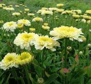 Kopretina největší 'Shortstop' - Leucanthemum maximum 'Shortstop'