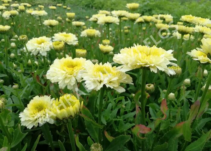Kopretina největší 'Shortstop' - Leucanthemum maximum 'Shortstop'
