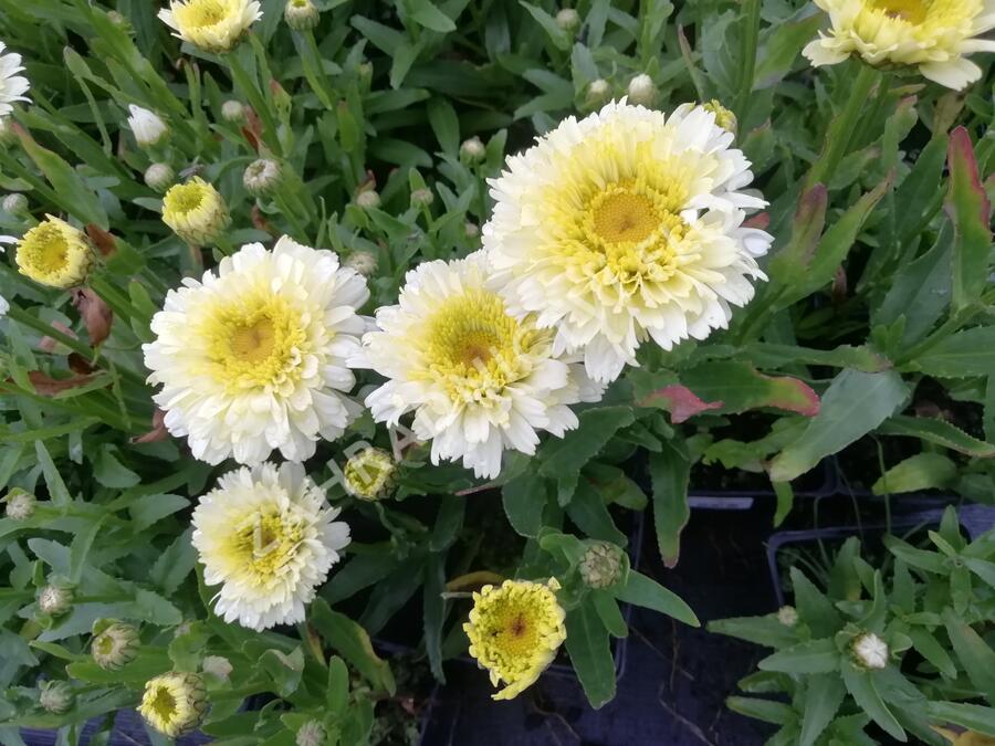 Kopretina největší 'Shortstop' - Leucanthemum maximum 'Shortstop'