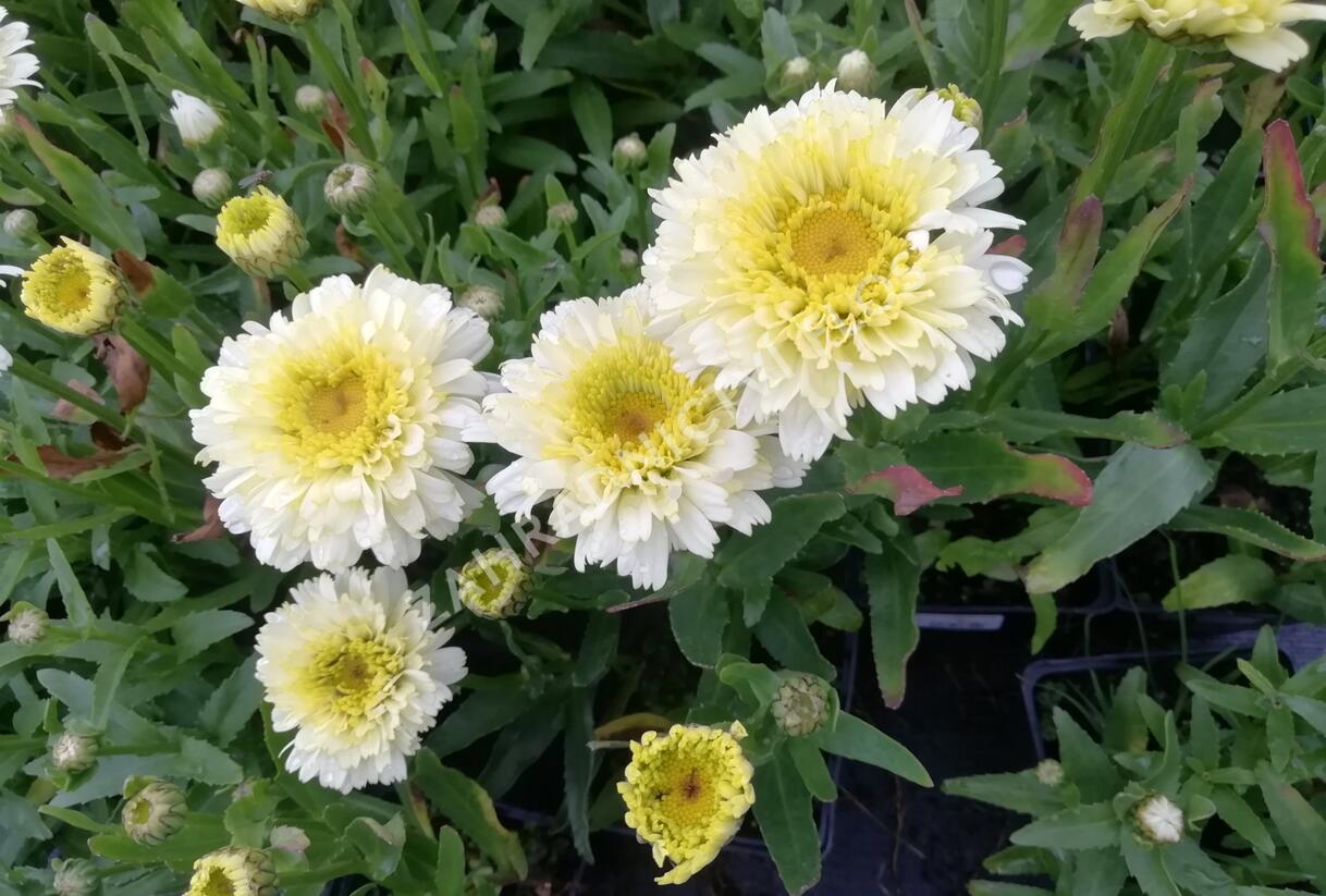Kopretina největší 'Shortstop' - Leucanthemum maximum 'Shortstop'