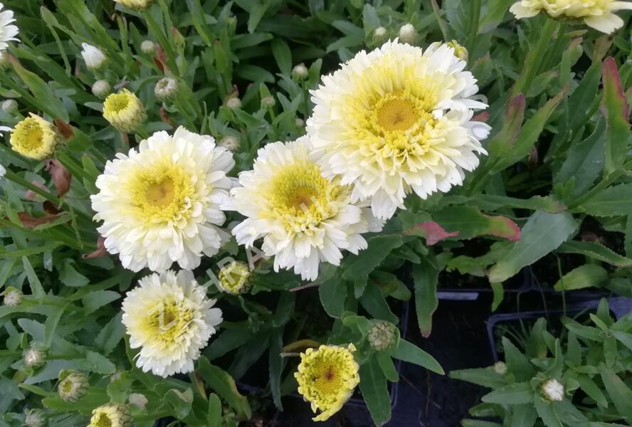 Kopretina největší 'Shortstop' - Leucanthemum maximum 'Shortstop'