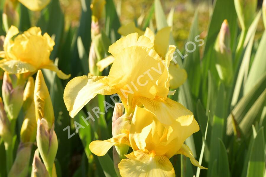 Kosatec německý 'Goldfackel' - Iris barbata-elatior 'Goldfackel'