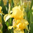 Kosatec německý 'Goldfackel' - Iris barbata-elatior 'Goldfackel'
