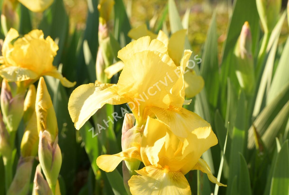 Kosatec německý 'Goldfackel' - Iris barbata-elatior 'Goldfackel'