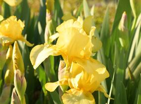 Kosatec německý 'Goldfackel' - Iris barbata-elatior 'Goldfackel'