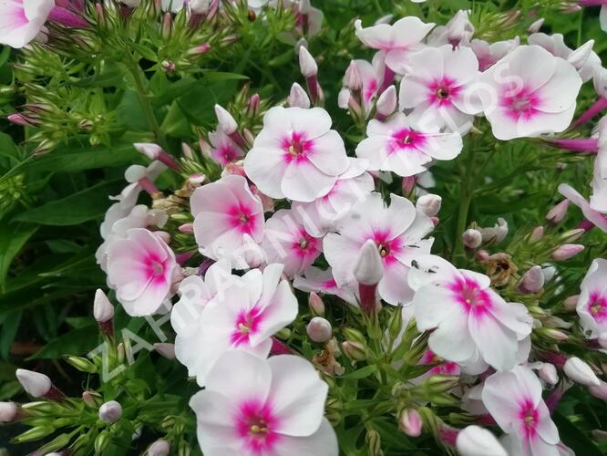 Plamenka latnatá 'Flame Pro Soft Pink' - Phlox paniculata 'Flame Pro Soft Pink'