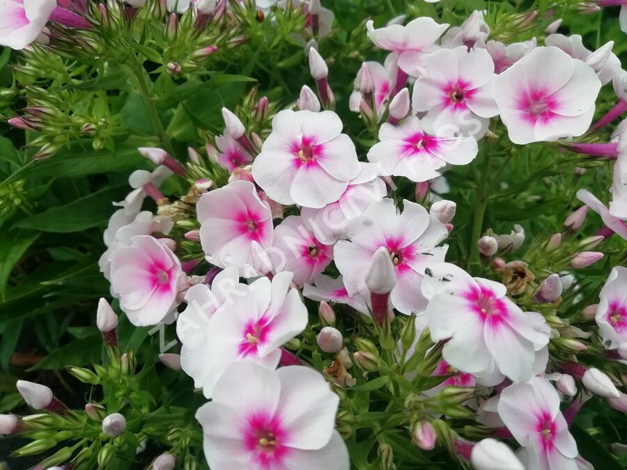 Plamenka latnatá 'Flame Pro Soft Pink' - Phlox paniculata 'Flame Pro Soft Pink'