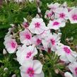 Plamenka latnatá 'Flame Pro Soft Pink' - Phlox paniculata 'Flame Pro Soft Pink'