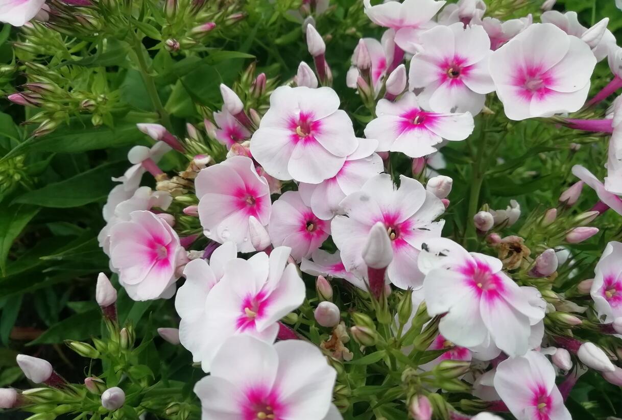 Plamenka latnatá 'Flame Pro Soft Pink' - Phlox paniculata 'Flame Pro Soft Pink'