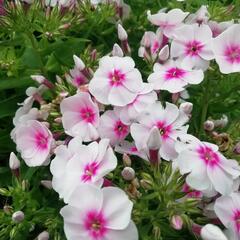 Plamenka latnatá 'Flame Pro Soft Pink' - Phlox paniculata 'Flame Pro Soft Pink'