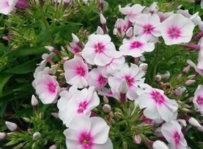 Plamenka latnatá 'Flame Pro Soft Pink' - Phlox paniculata 'Flame Pro Soft Pink'