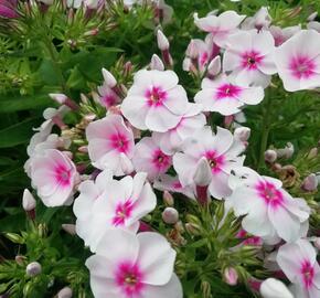 Plamenka latnatá 'Flame Pro Soft Pink' - Phlox paniculata 'Flame Pro Soft Pink'