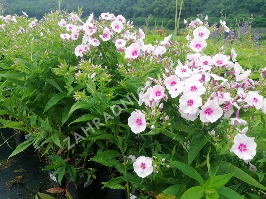 Plamenka latnatá 'Flame Pro Soft Pink' - Phlox paniculata 'Flame Pro Soft Pink'