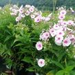 Plamenka latnatá 'Flame Pro Soft Pink' - Phlox paniculata 'Flame Pro Soft Pink'