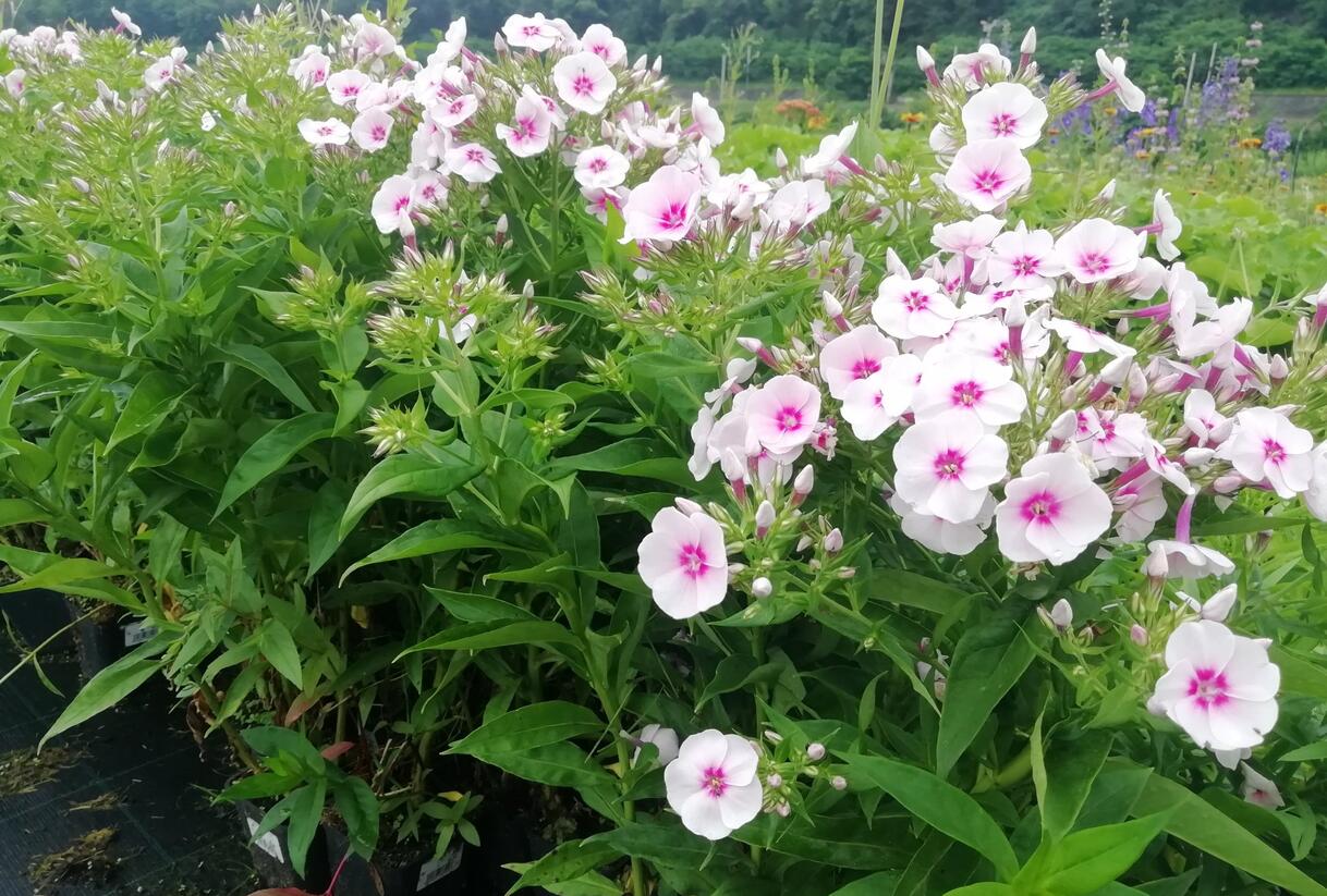 Plamenka latnatá 'Flame Pro Soft Pink' - Phlox paniculata 'Flame Pro Soft Pink'