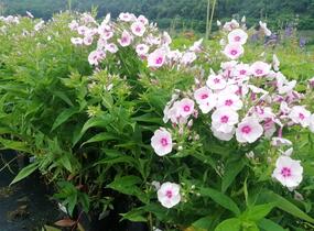 Plamenka latnatá 'Flame Pro Soft Pink' - Phlox paniculata 'Flame Pro Soft Pink'