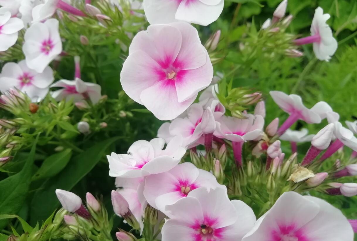 Plamenka latnatá 'Flame Pro Soft Pink' - Phlox paniculata 'Flame Pro Soft Pink'