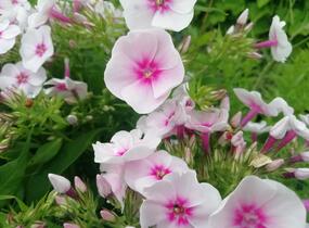 Plamenka latnatá 'Flame Pro Soft Pink' - Phlox paniculata 'Flame Pro Soft Pink'