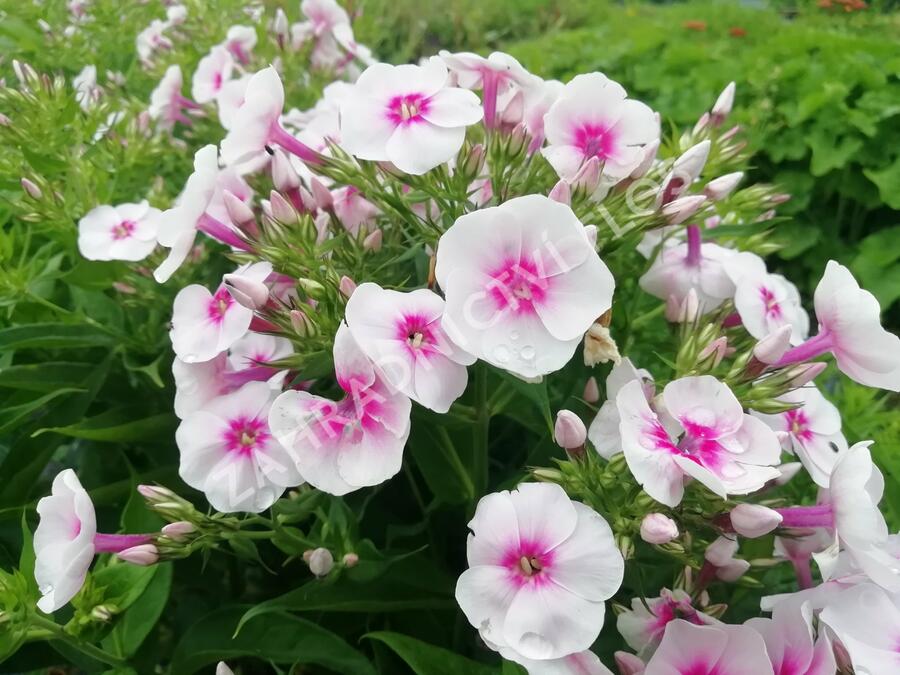 Plamenka latnatá 'Flame Pro Soft Pink' - Phlox paniculata 'Flame Pro Soft Pink'