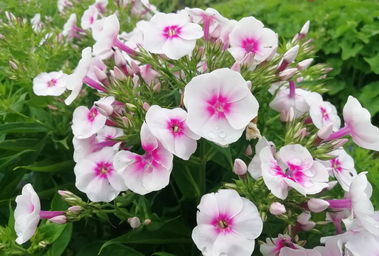 Plamenka latnatá 'Flame Pro Soft Pink' - Phlox paniculata 'Flame Pro Soft Pink'