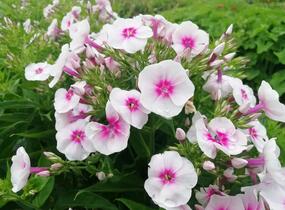 Plamenka latnatá 'Flame Pro Soft Pink' - Phlox paniculata 'Flame Pro Soft Pink'