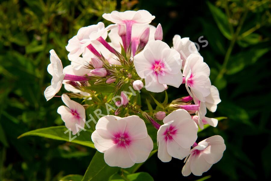 Plamenka latnatá 'Flame Pro Soft Pink' - Phlox paniculata 'Flame Pro Soft Pink'