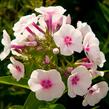 Plamenka latnatá 'Flame Pro Soft Pink' - Phlox paniculata 'Flame Pro Soft Pink'