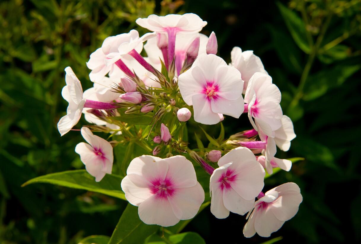 Plamenka latnatá 'Flame Pro Soft Pink' - Phlox paniculata 'Flame Pro Soft Pink'