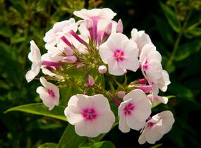 Plamenka latnatá 'Flame Pro Soft Pink' - Phlox paniculata 'Flame Pro Soft Pink'