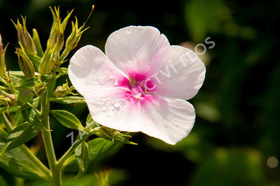 Plamenka latnatá 'Flame Pro Soft Pink' - Phlox paniculata 'Flame Pro Soft Pink'