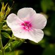 Plamenka latnatá 'Flame Pro Soft Pink' - Phlox paniculata 'Flame Pro Soft Pink'