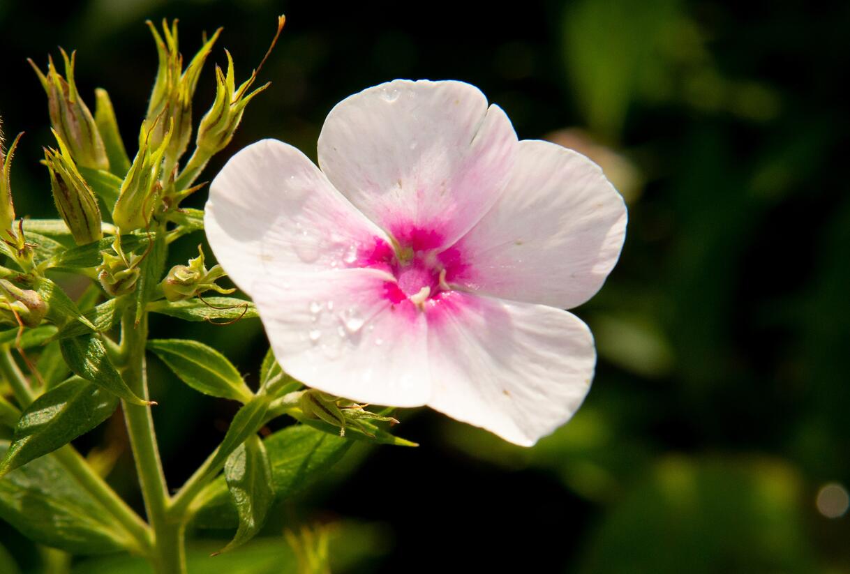 Plamenka latnatá 'Flame Pro Soft Pink' - Phlox paniculata 'Flame Pro Soft Pink'