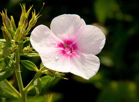 Plamenka latnatá 'Flame Pro Soft Pink' - Phlox paniculata 'Flame Pro Soft Pink'