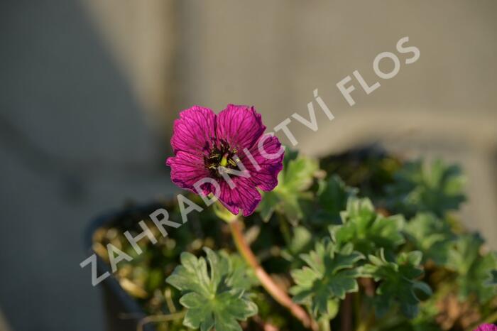 Kakost sivý 'Purple Pillow' - Geranium cinereum 'Purple Pillow'