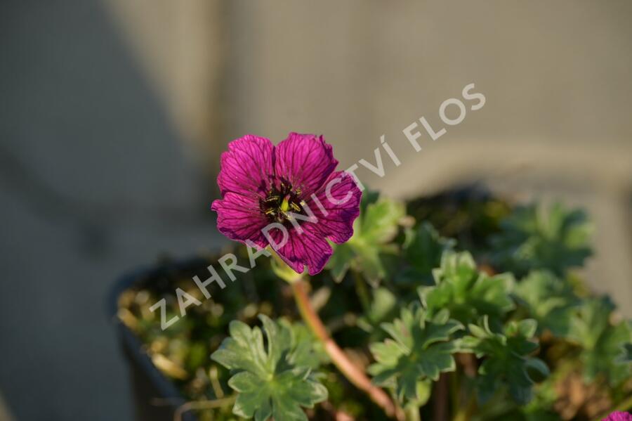 Kakost sivý 'Purple Pillow' - Geranium cinereum 'Purple Pillow'