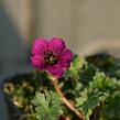 Kakost sivý 'Purple Pillow' - Geranium cinereum 'Purple Pillow'