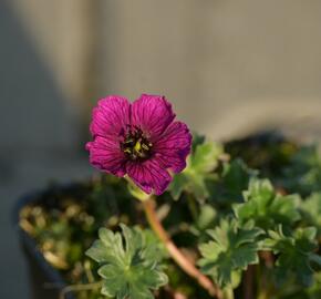 Kakost sivý 'Purple Pillow' - Geranium cinereum 'Purple Pillow'