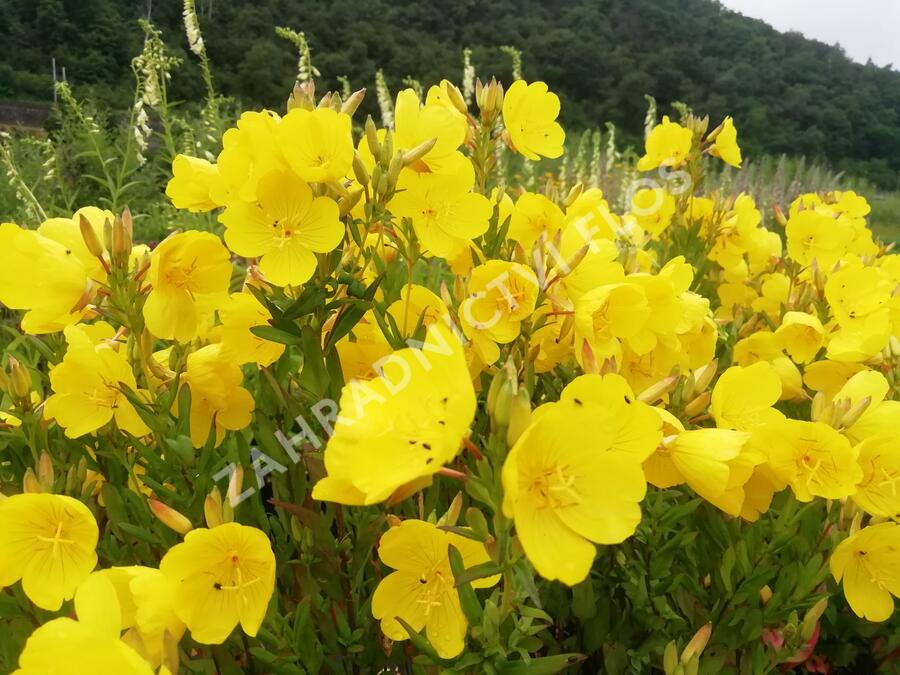 Pupalka 'Hohes Licht' - Oenothera tetragona 'Hohes Licht'
