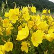 Pupalka 'Hohes Licht' - Oenothera tetragona 'Hohes Licht'