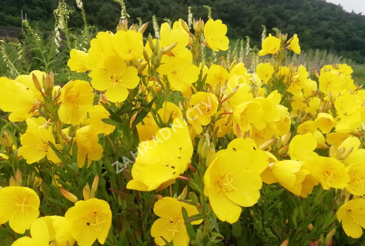 Pupalka 'Hohes Licht' - Oenothera tetragona 'Hohes Licht'