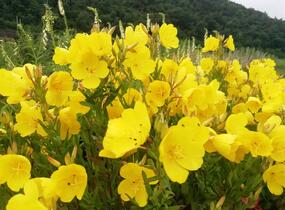 Pupalka 'Hohes Licht' - Oenothera tetragona 'Hohes Licht'