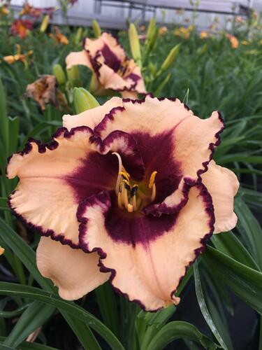 Denivka 'Tropical Surprise' - Hemerocallis 'Tropical Surprise'