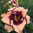 Denivka 'Tropical Surprise' - Hemerocallis 'Tropical Surprise'