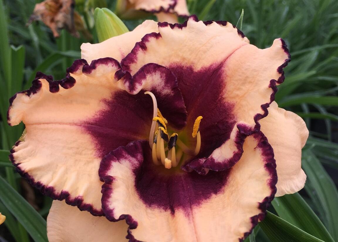 Denivka 'Tropical Surprise' - Hemerocallis 'Tropical Surprise'