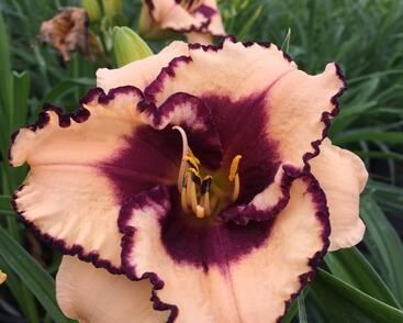 Denivka 'Tropical Surprise'