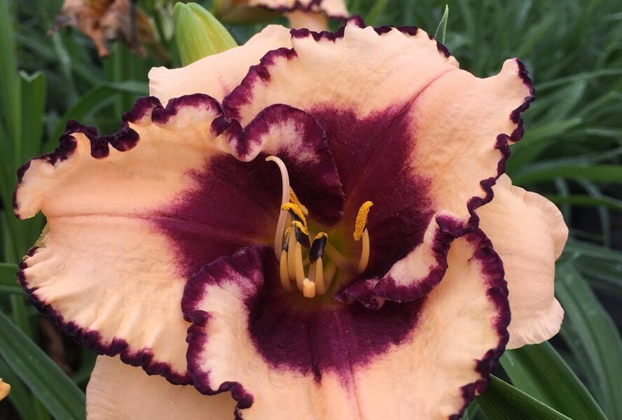 Denivka 'Tropical Surprise' - Hemerocallis 'Tropical Surprise'