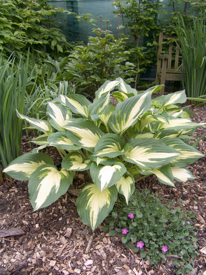 Bohyška 'Christmas Candy' - Hosta 'Christmas Candy'