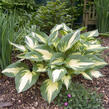 Bohyška 'Christmas Candy' - Hosta 'Christmas Candy'