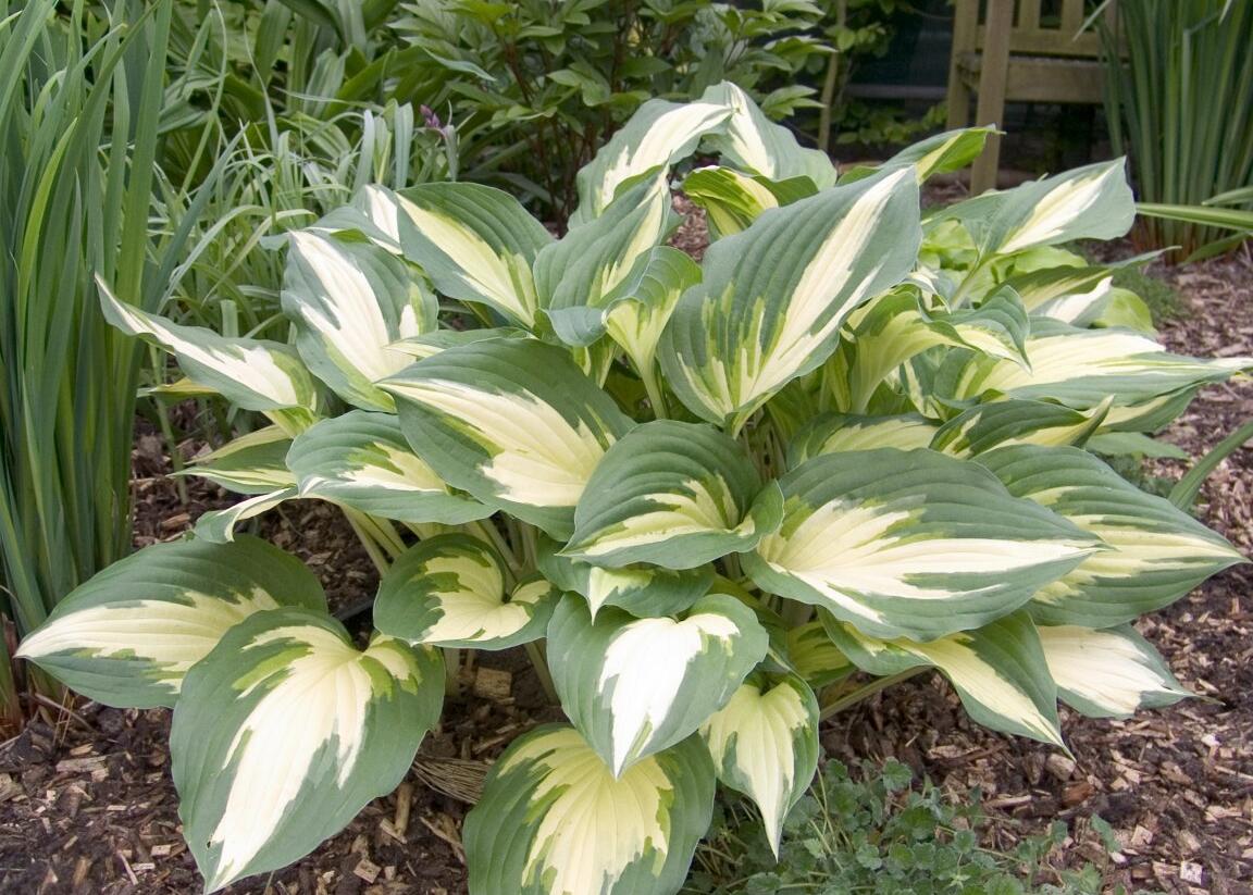 Bohyška 'Christmas Candy' - Hosta 'Christmas Candy'